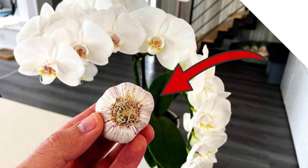 Einfache Tipps F R Pr Chtig Bl Hende Orchideen Haustipps