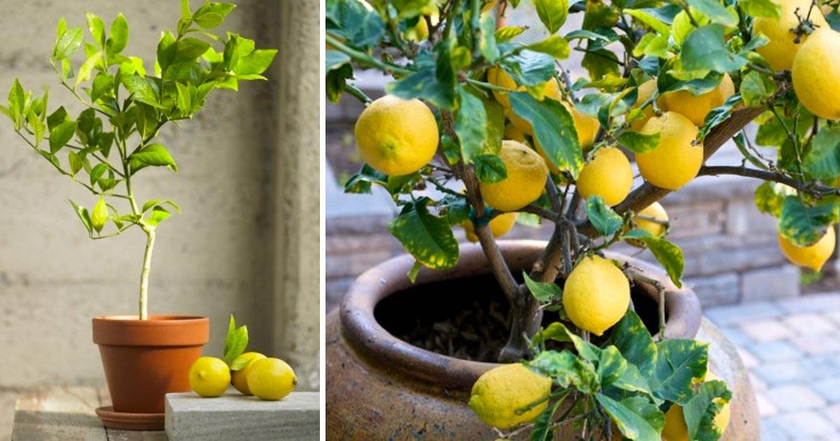 Züchte dein eigenes Zitronenbäumchen! - Haustipps