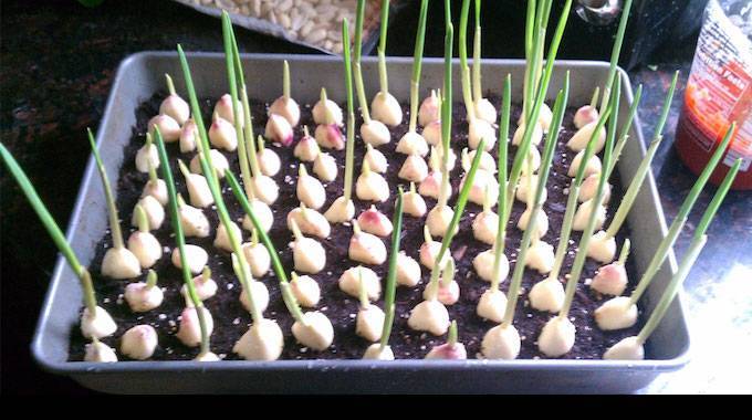 Keinen Knoblauch mehr kaufen! Hier erfahren Sie, wie Sie einen endlosen