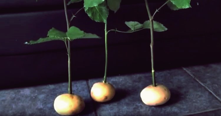 Kreative Ideen - Wie Rosenstecklinge in Kartoffeln wachsen 