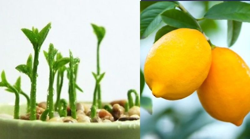 How To Plant A Lemon In A Cup: Make Your Home Smell Fresh And Boost Your Mood
