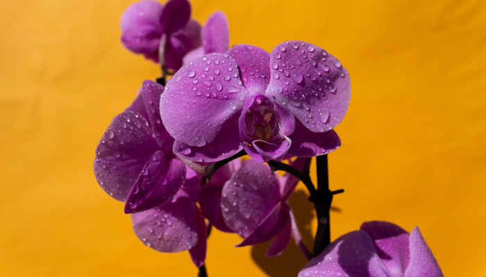 orchidees2