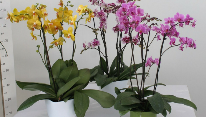 orchideespot