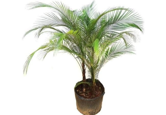 palmier bresil