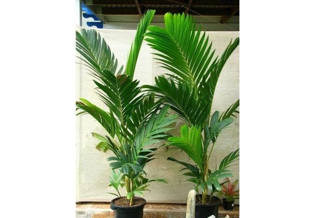 palmier pinanga