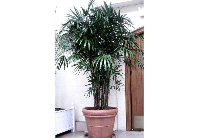 palmier rhapis