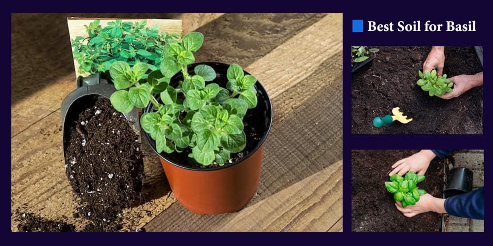 Top 10 Best Soil for Basil Reviews - Inside Herb Gardens