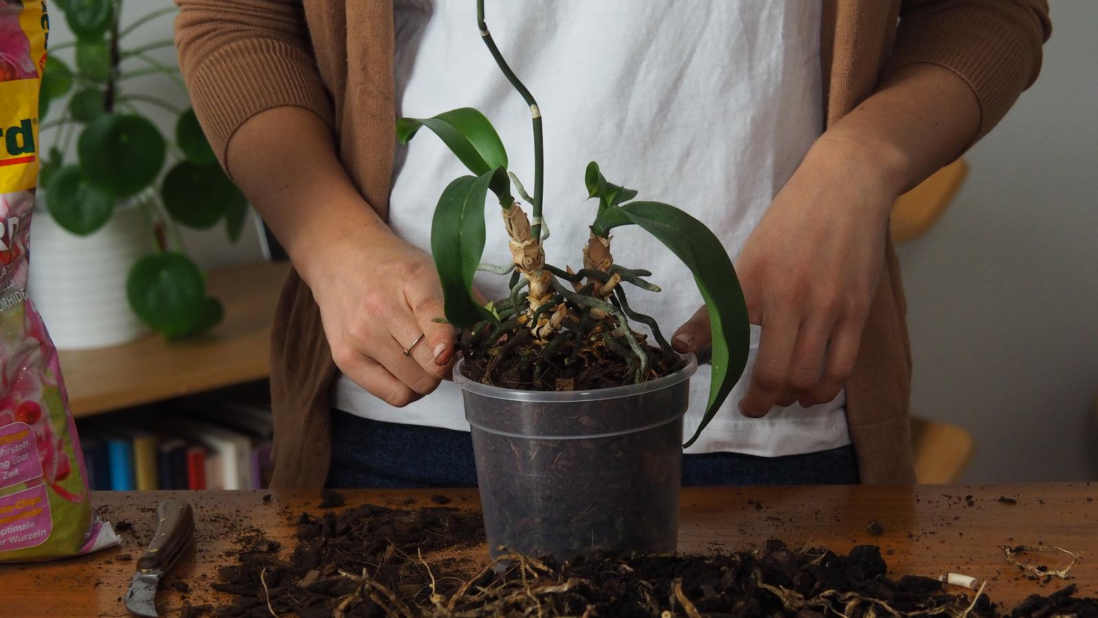 Orchideen umtopfen: Zeitpunkt & Vorgehen beim Umpflanzen
