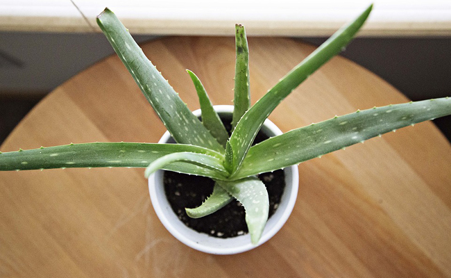 Aloe vera : plante, entretien, culture en pot