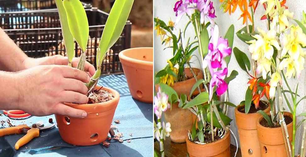 Commentaire jardinière des orchidées