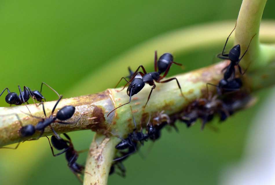 Comment se débarrasser des fourmis dans le jardin ?  |  Ctendance.fr