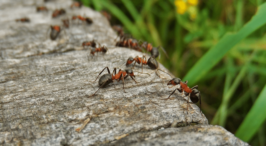 Comment se débarrasser des fourmis au jardin en 6 répulsifs naturels