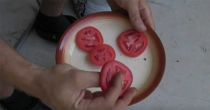 Hör auf, Tomaten zu kaufen! Mit dieser Technik können Sie ganz einfach Ihre eigenen in Ihrem Garten kultivieren 
