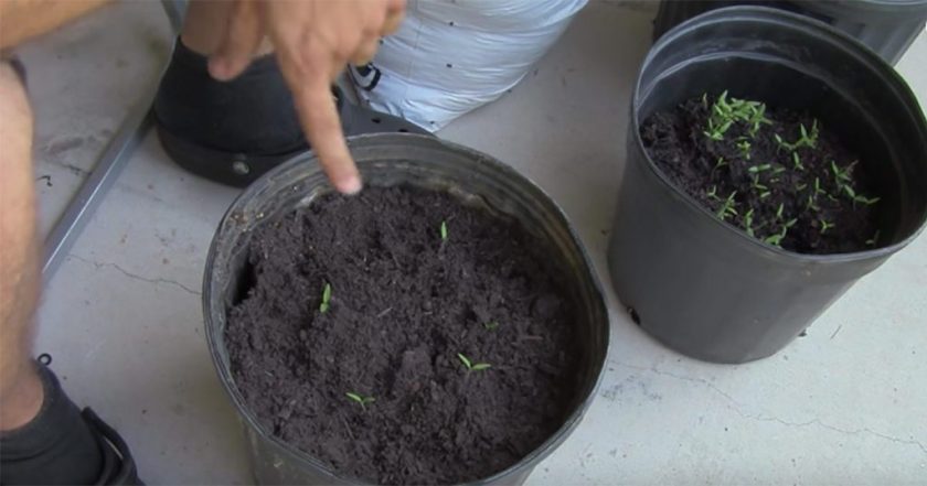 Hör auf, Tomaten zu kaufen! Mit dieser Technik können Sie ganz einfach Ihre eigenen in Ihrem Garten kultivieren 