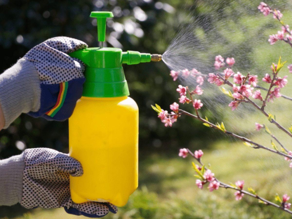 Découvrez 7 recettes simplissimes d'insecticides naturels ...