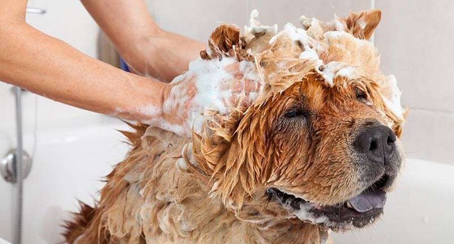 Comment Laver un chien - comment bien l'entretir