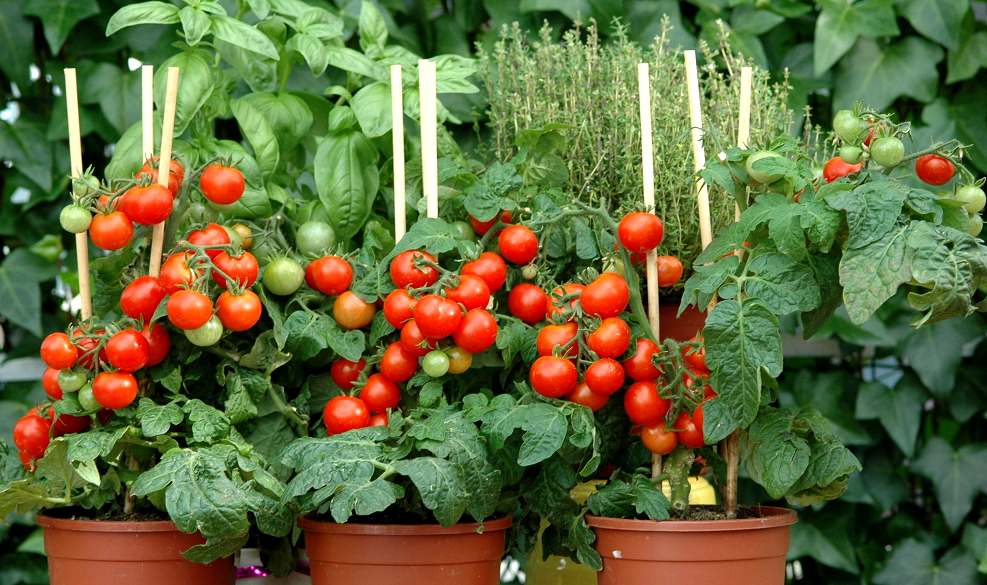 Tomate cerise : planter et cultiver – Ooreka