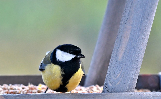 Faut-il nourrir les oiseaux en hiver ? Pour, contre et précautions