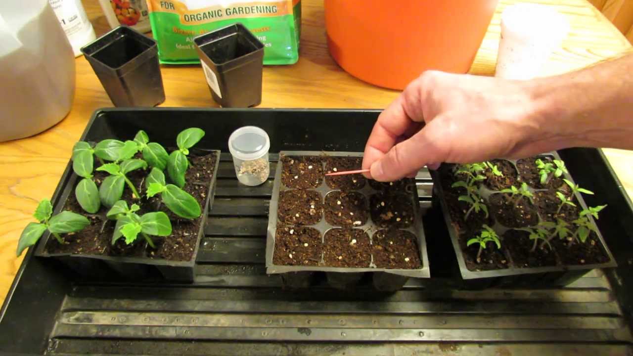 For New Gardeners: How to Start/Plant Tomato Seeds Indoors for Transplants  - MFG 2014 - YouTube