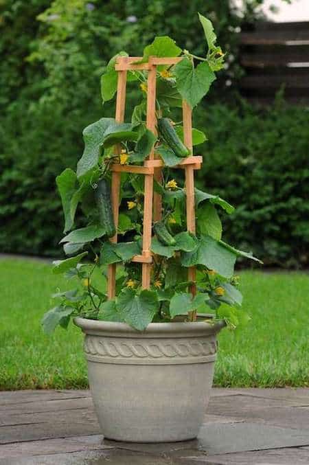 Les 20 Légumes Les Plus Faciles à Faire Pousser EN POT.