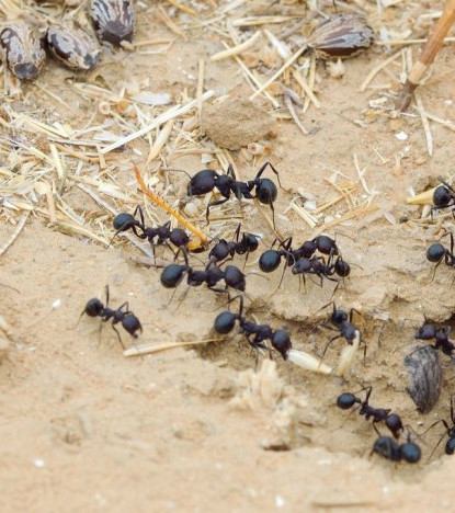 Zimt im Garten: Nützliche Tipps für deine Pflanzen