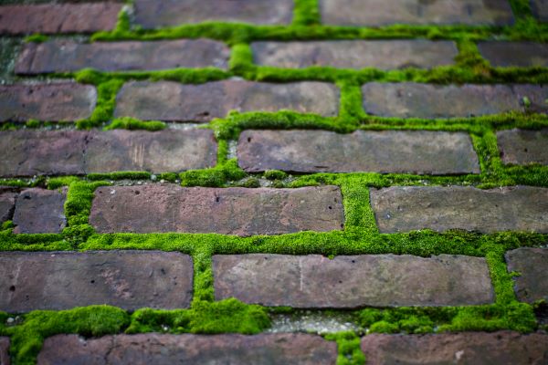 How To Get Rid Of Moss Between Pavers | Outdoor