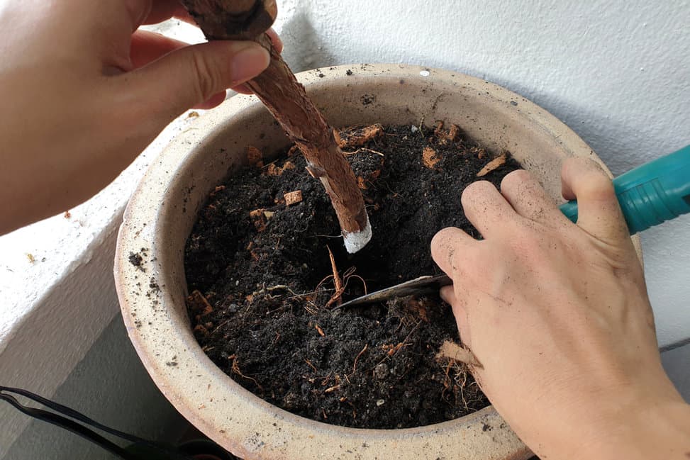 40 Plants To Propagate From Hardwood Cuttings &amp; How To Do It