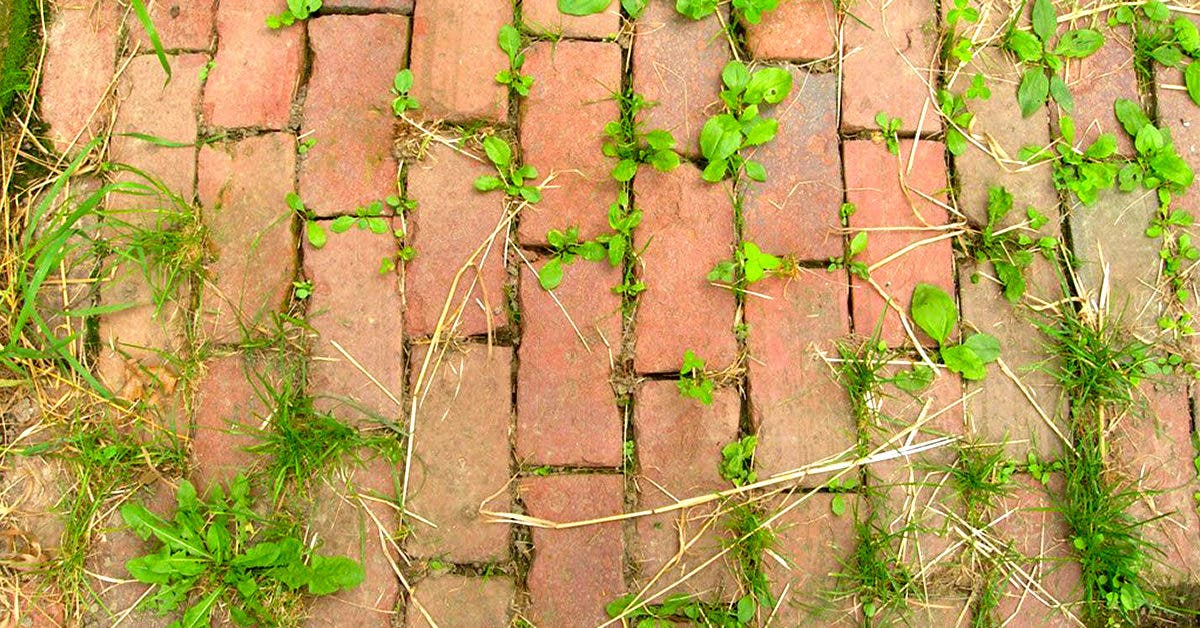 Vinaigre, savon et sel : trois ingrédients simples pour empêcher les mauvaises herbes de pousser dans le jardin