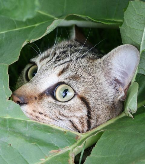 Zimt im Garten: Nützliche Tipps für deine Pflanzen