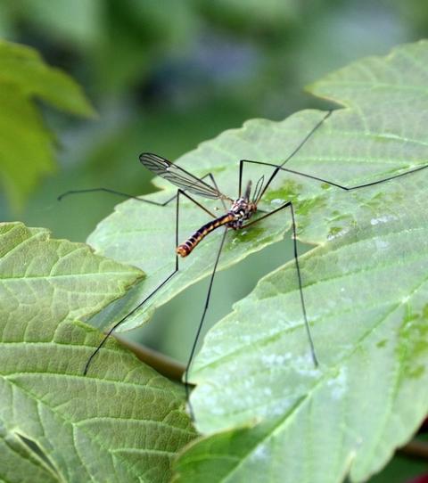 Zimt im Garten: Nützliche Tipps für deine Pflanzen