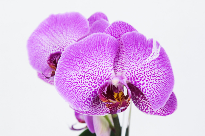 refleurir orchidée