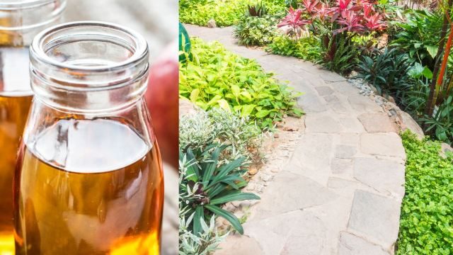 Verwendung von Essig für Ihre Pflanzen und Ihren Garten, die Sie kennen