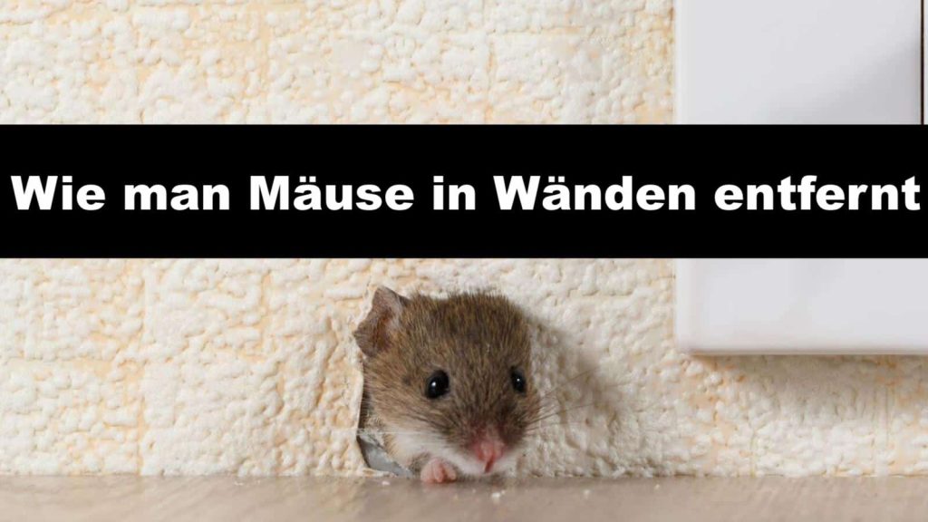 Wie man Mäuse in Wänden entfernt Haustipps