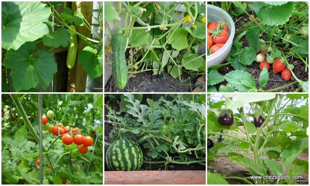 Einfache Gemüsesorten anbauen (Fast) Gelingsicherer Gemüsegarten für