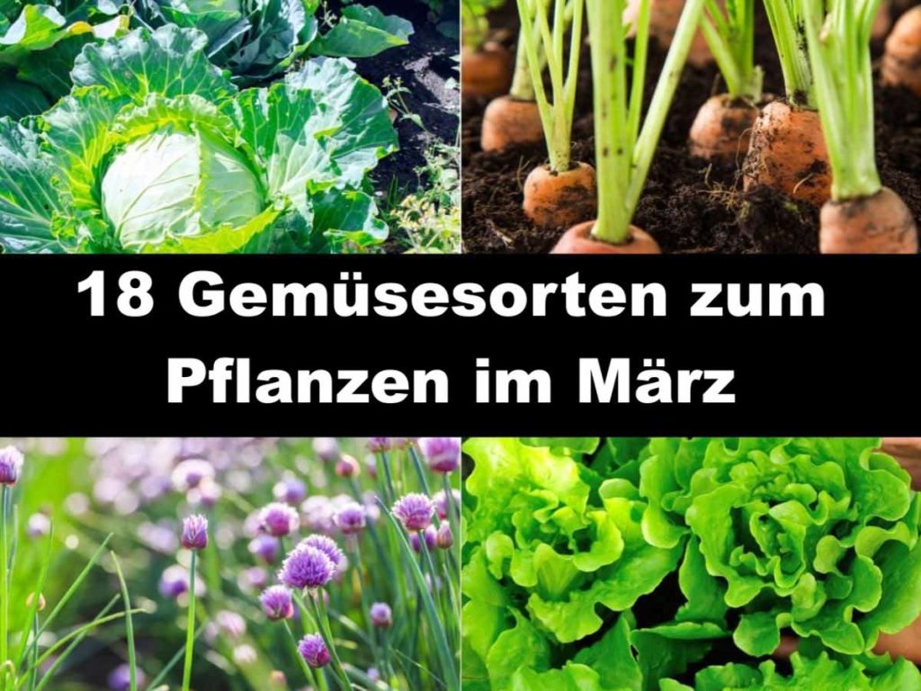 18 Gemüsesorten zum Pflanzen im März Haustipps