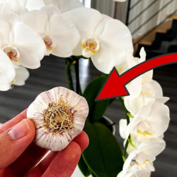 DAMIT blühen deine Orchideen RICHTIG schön 💥 (MUSST du kennen) 🤯