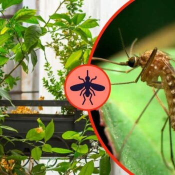 Dieses duftende Kraut hält den ganzen Sommer über Mücken fern