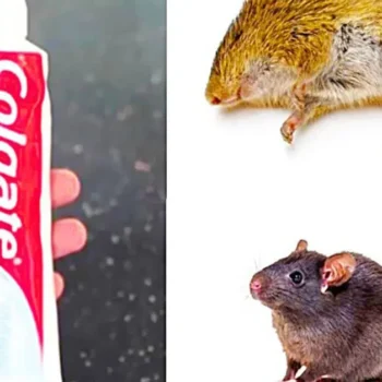 Ratten und Mäuse natürlich loswerden: Mit Zahnpasta & Natron effektiv gegen Nager vorgehen
