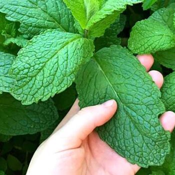 🌿 So züchten Sie mühelos frische Minze zu Hause: Der vollständige Leitfaden