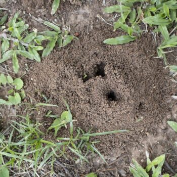 Wie man Ameisen im Garten und auf der Auffahrt auf natürliche Weise loswird