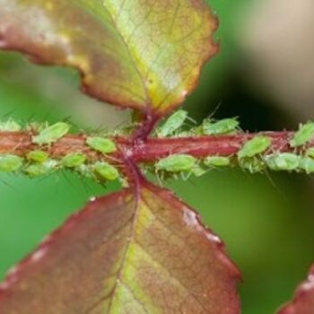 Natürlicher Insektizid, das jeder Gärtner kennen sollte