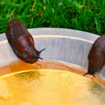 🐞 So bekämpfst du Schädlinge im Garten ganz ohne Chemie – Mit einfachen Hausmitteln!