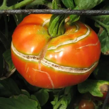 🍅 Warum platzen Tomaten? Ursachen, Lösungen und praktische Tipps für Gärtner