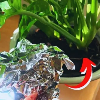 Pflanzenpflege: Alufolie in den Topf legen – Warum jeder Gärtner diesen Trick kennen sollte! 🪴✨