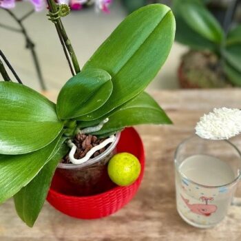 💧 Orchideen lieben diesen Trick: Mit Reiswasser zu monatelanger Blütenpracht! 🌸