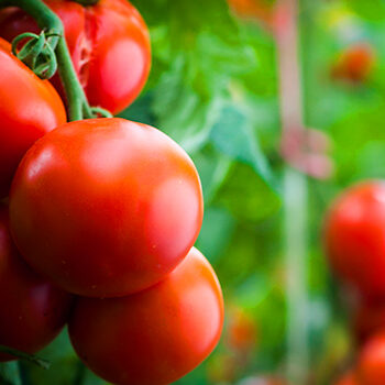 Geheimrezept für saftige Riesen-Tomaten: So beschleunigen Sie Reifung und Wachstum!