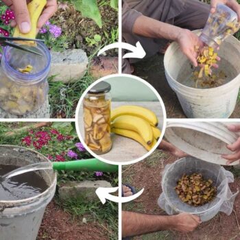 Wie man Flüssigdünger aus Bananenschalen herstellt