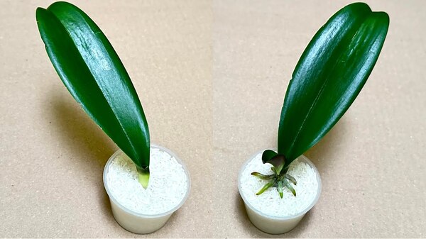 Orchideen natürlich pflegen: Mit Reis zu kräftigen Wurzeln und Blütenpracht das ganze Jahr
