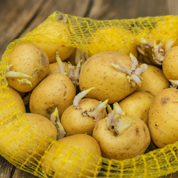 Wurden Ihre Kartoffeln schon keimen? Hier sind ihre genialen Verwendungen! 🥔✨