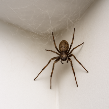 ✨ Haus ohne Spinnweben: Mit diesem einfachen Trick bleiben Ecken dauerhaft sauber 🕷️